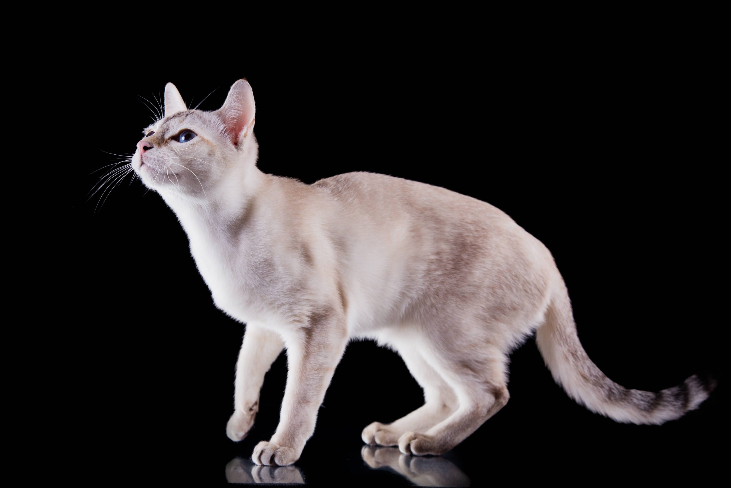 Houston: How to Care For a Tonkinese Cat?