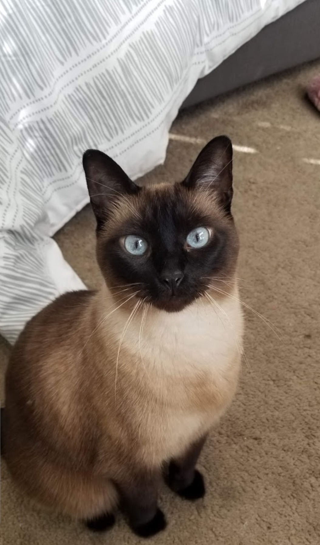 Houston Siamese Cats and Tonkinese Cats